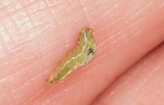 Platycheirus scutatus