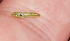 Platycheirus scutatus