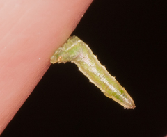 Platycheirus scutatus