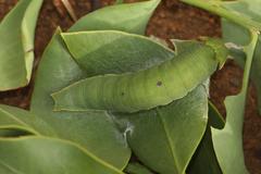 Charaxes hansali