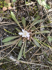 Lewisia brachycalyx