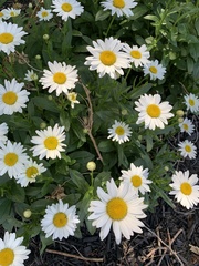 Asteraceae