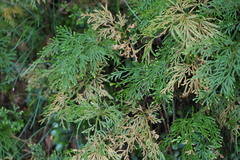 Selaginella involvens