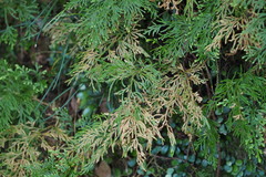 Selaginella involvens