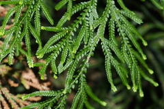 Selaginella involvens