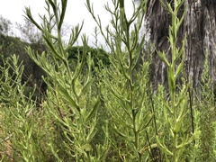 Pseudognaphalium ramosissimum