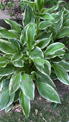 Hosta undulata