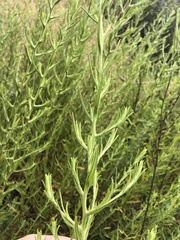 Pseudognaphalium ramosissimum