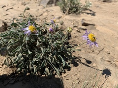 Erigeron poliospermus