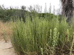 Pseudognaphalium ramosissimum