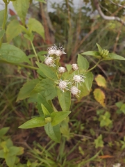 Chromolaena maximilianii