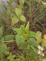 Chromolaena maximilianii
