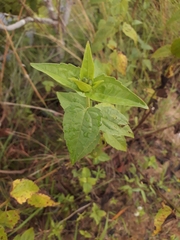 Chromolaena maximilianii