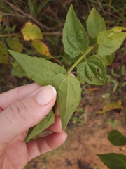 Chromolaena maximilianii