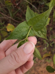Chromolaena maximilianii