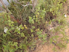 Chromolaena maximilianii