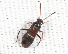 Pilophorus strobicola