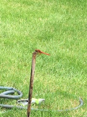 Sympetrum illotum