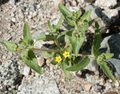 Mentzelia micrantha