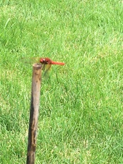 Sympetrum illotum