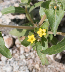 Mentzelia micrantha