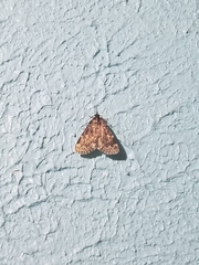 Aglossa pinguinalis