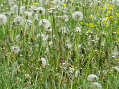 Taraxacum officinale