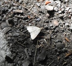 Chytolita morbidalis