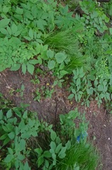 Aegopodium podagraria