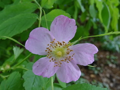 Rosa majalis