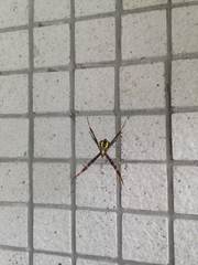 Argiope aetheroides