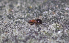 Loricula elegantula