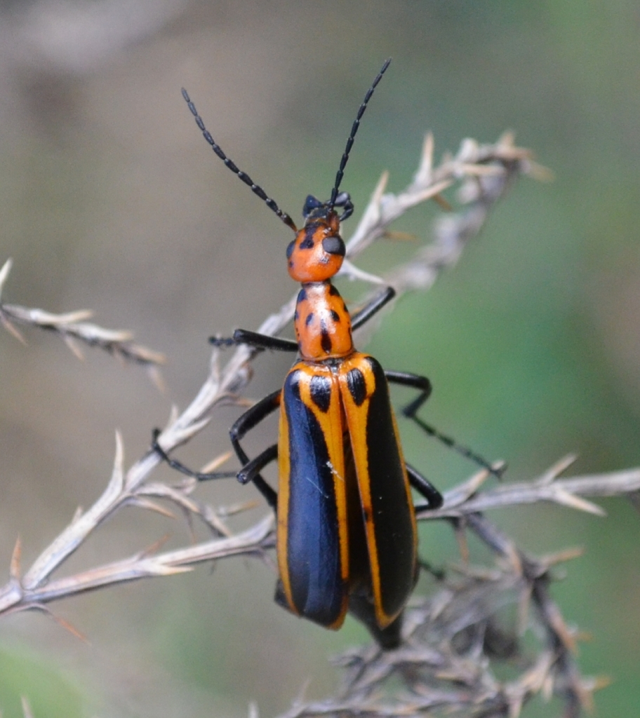 Pyrota divirgata