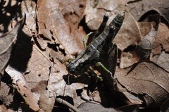 Dendrotettix quercus