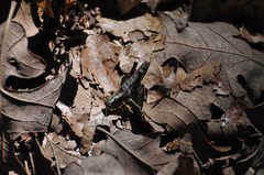 Dendrotettix quercus