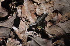 Dendrotettix quercus