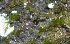 Loricula elegantula