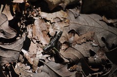 Dendrotettix quercus