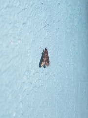Aglossa pinguinalis
