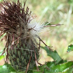 Cirsium repandum