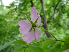 Rosa majalis