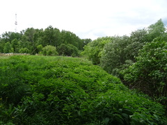 Urtica dioica