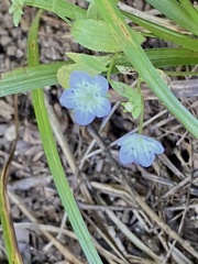 Phacelia dubia
