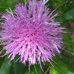 Cirsium repandum