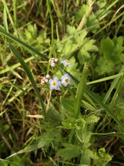Myosotis alpestris