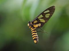 Amata huebneri