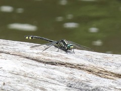 Gomphurus lineatifrons