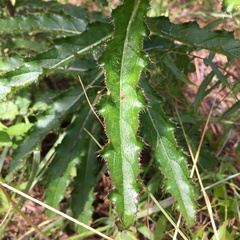 Cirsium repandum