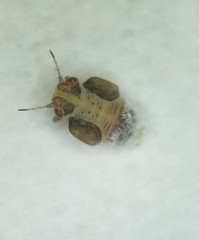 Neophyllura