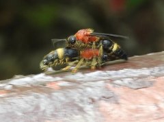 Odontomutilla uranioides